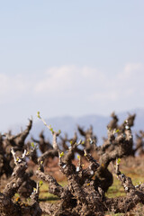 Early spring vineyard with pruned grapevines beginning to sprout new buds, set against a backdrop of soft mountains and cloudy sky. A scene of renewal in rural agriculture.