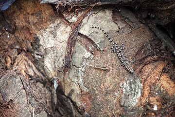 Fototapeta premium Camouflaged Lizard Blending with Tree Bark in Natural Environment