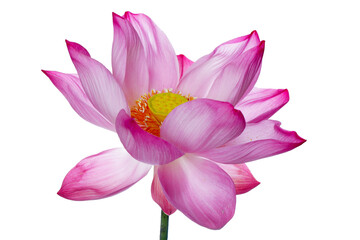 Beautiful Pink Lotus Flower with Delicate Petals and Yellow Center