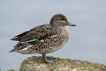 Female Common Teal, Anas crecca, rests near the pond in the winter