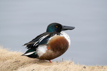 Diagonally behind view of a wild male Northern Shoveler near the pond, binomial name Spatula clypeata