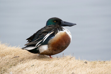 Diagonal behind view of a wild male Northern Shoveler near the pond, binomial name Spatula clypeata