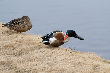 A wild male Northern Shoveler scratching its head near the pond, binomial name Spatula clypeata