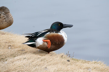 A wild male Northern Shoveler grooming himself near the pond, binomial name Spatula clypeata