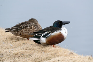 A wild male and female Northern Shoveler near the pond, binomial name Spatula clypeata
