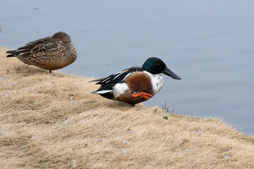 A wild male and female Northern Shoveler near the pond, binomial name Spatula clypeata