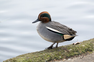 A male common teal (Anas crecca) rests the pond in the winter.