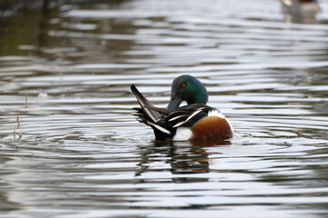 A wild male Northern Shoveler mending its feathers in the water, binomial name Spatula clypeata.