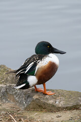 Fototapeta premium Side view of a wild male Northern Shoveler near the pond, binomial name Spatula clypeata