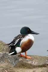 Side view of a wild male Northern Shoveler near the pond, binomial name Spatula clypeata
