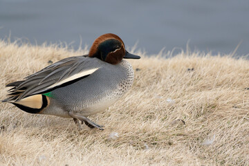 Side view of a male common teal (Anas crecca) resting near the pond in the winter.