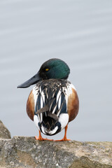 Back view of a wild male Northern Shoveler near the pond, binomial name Spatula clypeata