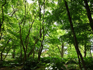 Fototapeta premium 新緑の森