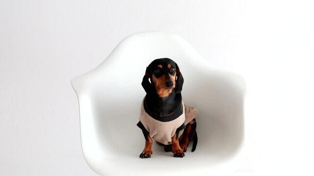 cachorro dom&eacute;stico salsicha ra&ccedil;a  duchshund 