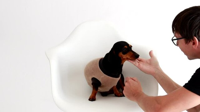 homem interage faz carinho em cachorro pequeno