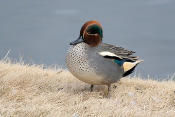 A male common teal (Anas crecca) rests near the pond in the winter.