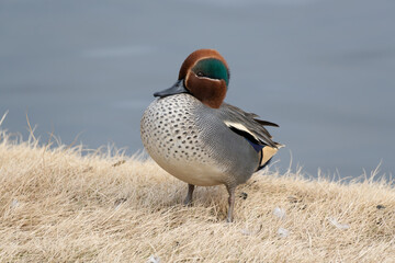 A male common teal (Anas crecca) with a protruding belly near the pond.