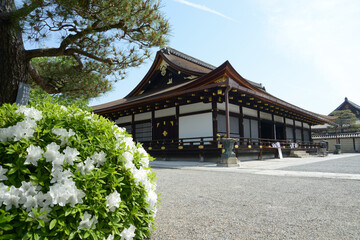 新緑の東寺　御影堂　京都市南区