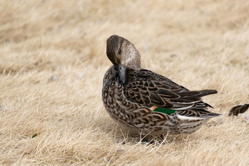 Female Common Teal, Anas crecca, rests near the pond in the winter