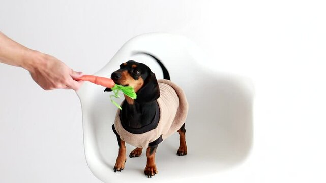 cachorro dom&eacute;stico salsicha ra&ccedil;a  duchshund 