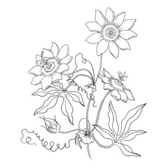 Passion Flower Branch Drawn In Line Art Style