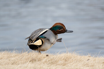 A male common teal (Anas crecca) scratching its belly near the pond in the winter