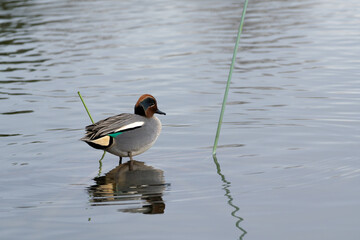 A male common teal (Anas crecca) rests the pond in the winter.