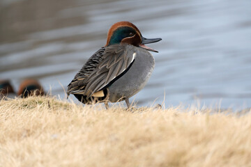 Male Common Teal, Anas crecca, spreads its beak near the pond