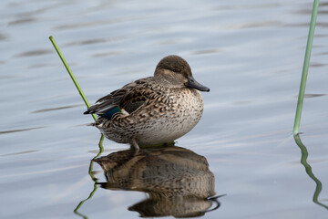 Female Common Teal, Anas crecca, resting in the pond