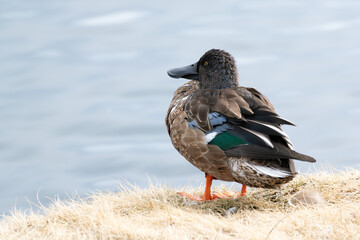 Wild female Northern Shoveler near the pond, binomial name Spatula clypeata