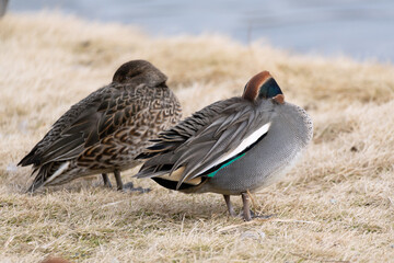 Female and male Common Teals, Anas crecca, rest near the pond