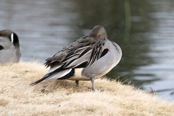 Grooming a male Northern pintail (Anas acuta) near the pond