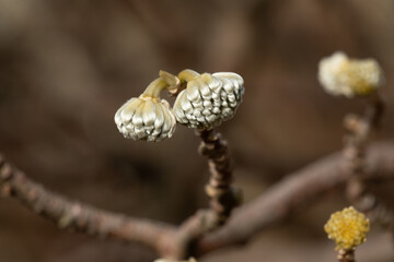 Close-up of Paperbush, binomial name Edgeworthia chrysantha