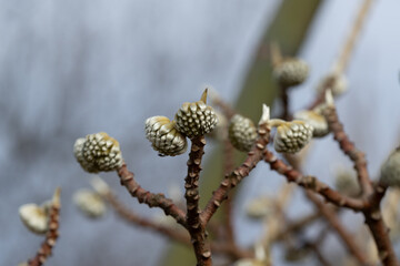 Buds of Paperbush, binomial name Edgeworthia chrysantha