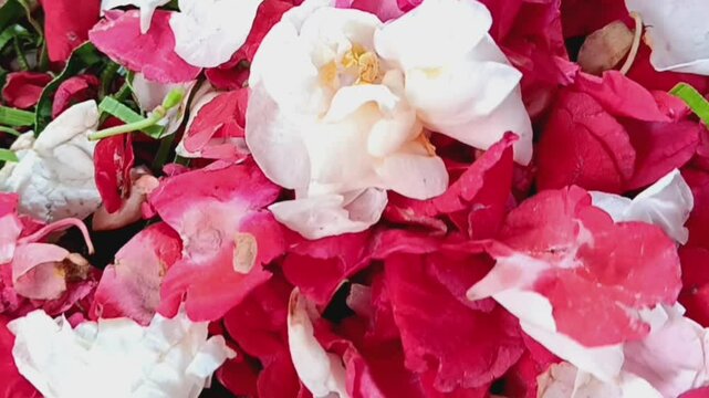 Close up of Impatiens balsamina petals (Pacar air), commonly known as balsam, garden balsam, rose balsam, touch-me-not or spotted snapweed for funeral or memorial service.