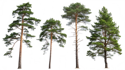 tree isolated on white background