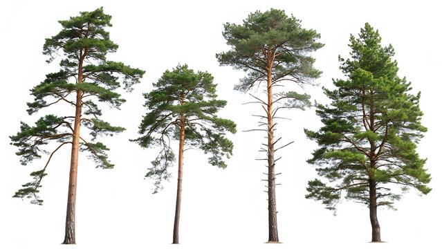 tree isolated on white background