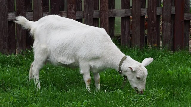 A white goat grazes in nature and eats