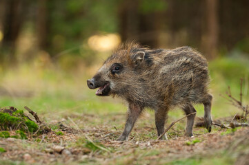 Wild boar (Sus scrofa). Young boar trotting across forest clearing. Woodland habitat. Playful curiosity.