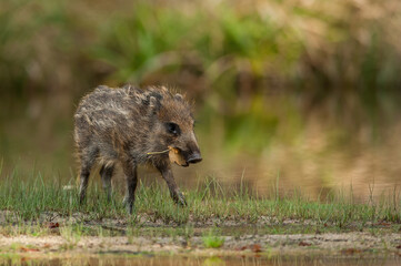 Wild boar (Sus scrofa). Young wild boar carrying dry leaf in mouth. Muddy waterside grassland. Curious and playful moment.