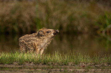 Wild boar (Sus scrofa). Piglet raising head with nose in air. Wet grassland by pond. Serene and observant posture.