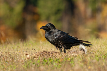 Common raven (Corvus corax). Raven feeding on carcass in dry meadow. Open grassland with blurred forest backdrop. Intense and scavenging moment.