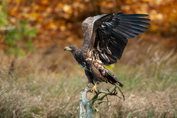 White-tailed eagle (Haliaeetus albicilla). Juvenile eagle balancing on dry perch with wings wide. Autumn woodland setting. Moment of readiness and tension.