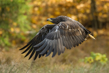 White-tailed eagle (Haliaeetus albicilla). Juvenile eagle gliding low through autumn trees. Mixed forest backdrop. Soaring silhouette in golden light.