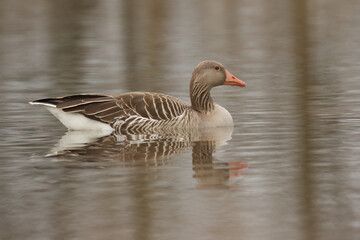 Fototapeta premium anser anser reflecting in the lake, cute greylag goose on the pond, slightly grooved water surface, gray shimmering lake, light waves