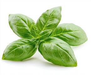 Fototapeta premium basil leaves isolated