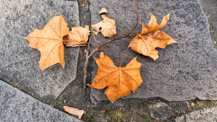 Leaves and trees Plane tree one of the symbols of Canada and winter