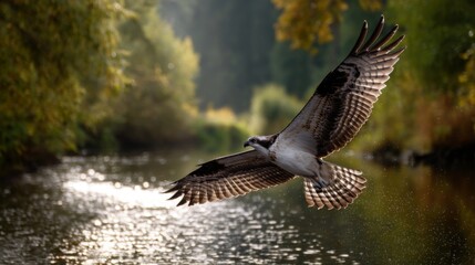 Obraz premium osprey in flight over river in autumnal forestkeywords: osprey, bird, flight, river, forest, autumn, nature, wildlife, photography, water, wings, bird of prey, wild, outdoors