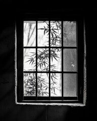 Serene monochrome shot of bamboo leaves seen through a barred window creating a peaceful atmosphere with natural light and shadow play