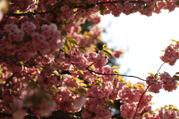 Cherry blossoms in spring. Nature photo.